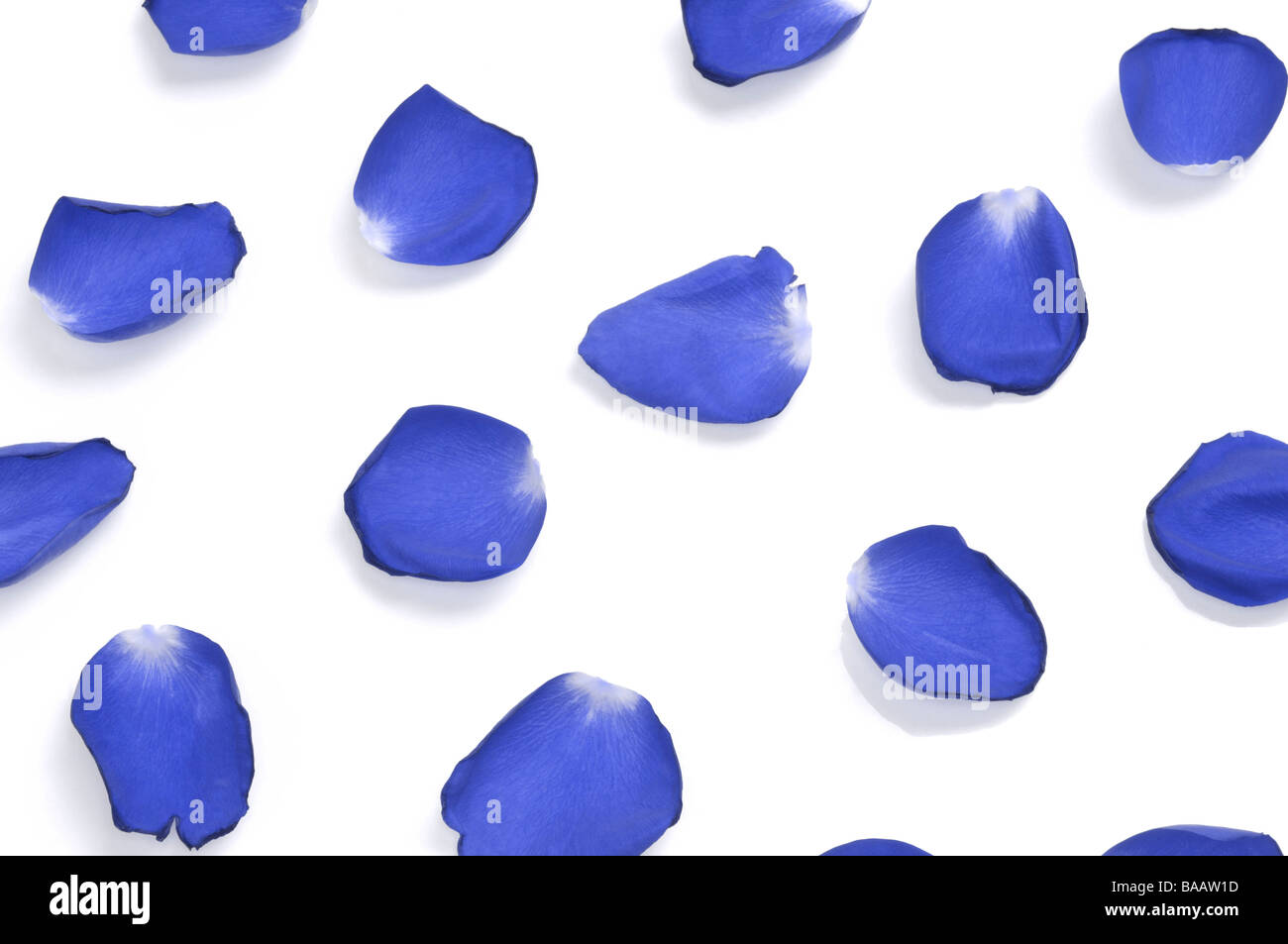 Blu petali di rose Foto Stock