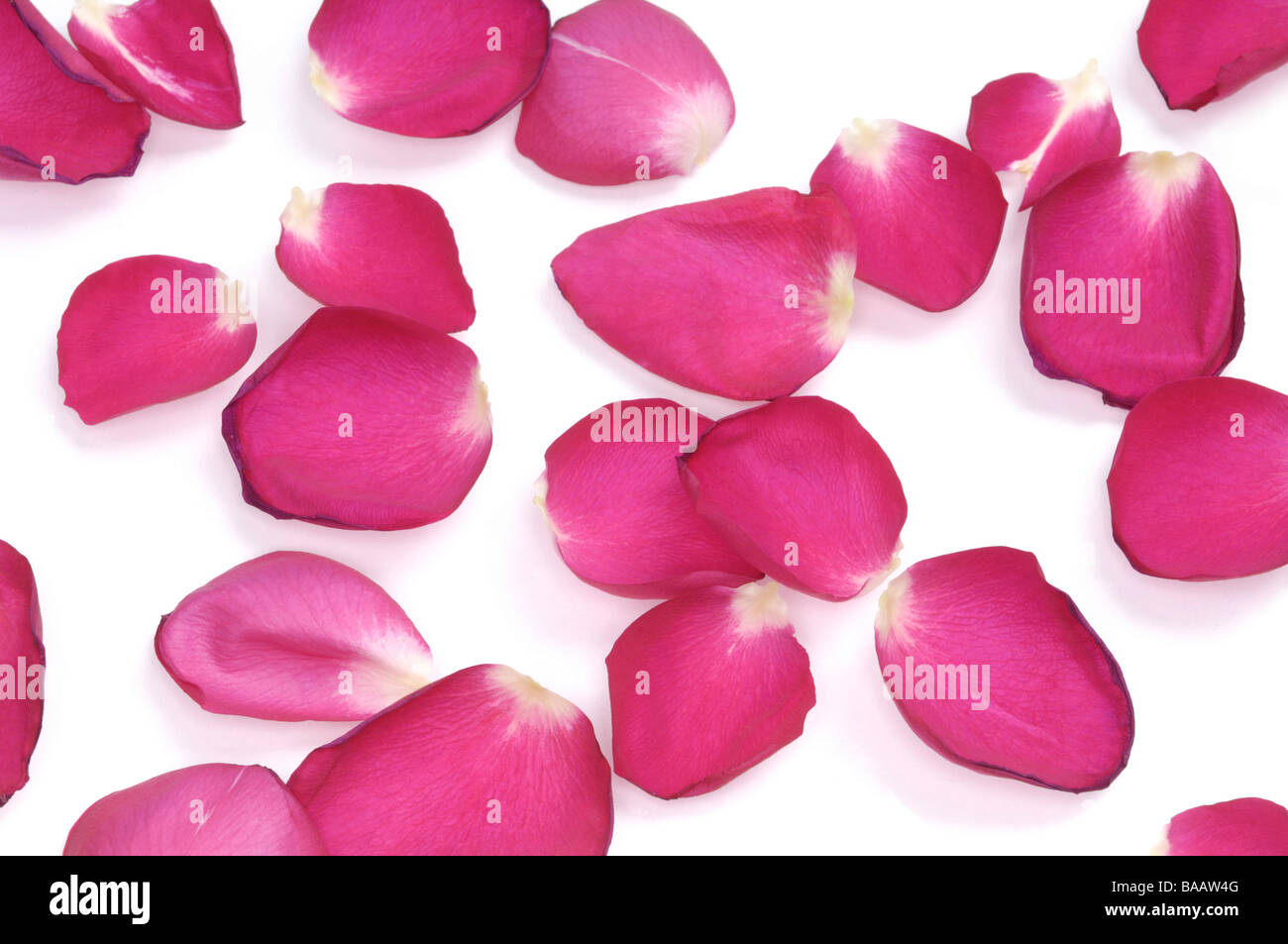 6.352 foto e immagini di Petali Di Rosa - Getty Images