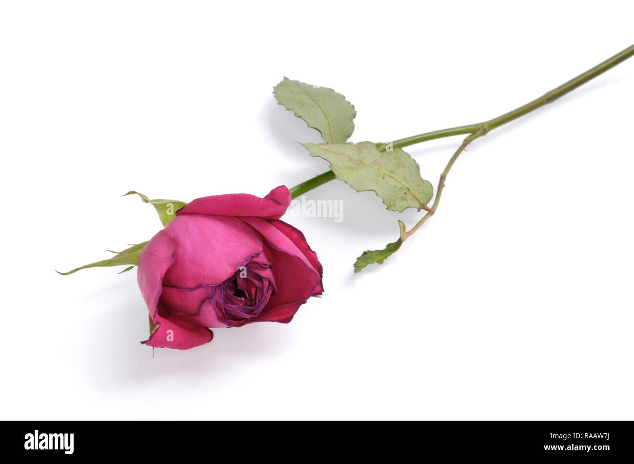 Red rose appassite isolati su sfondo bianco Foto Stock