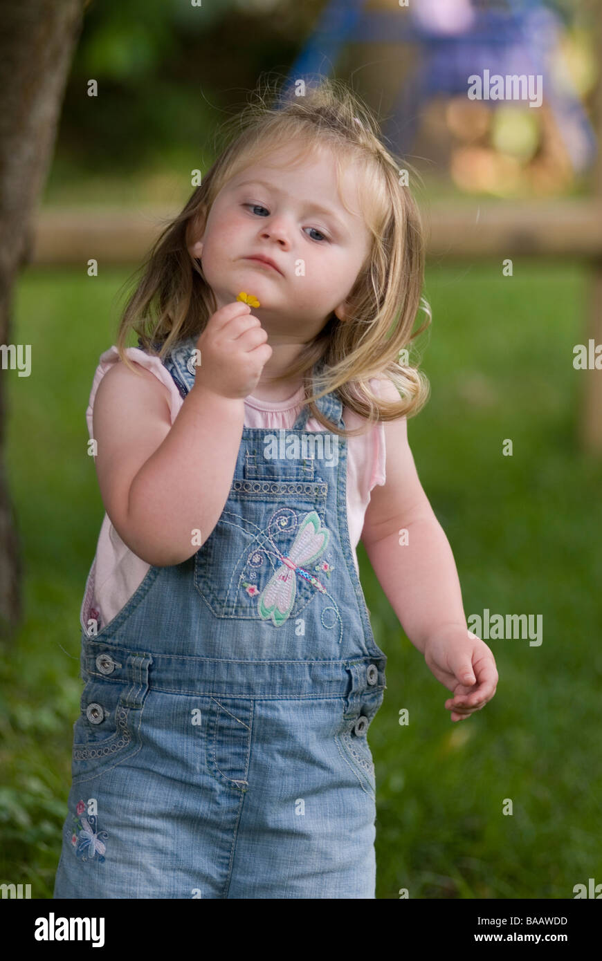 2 anno vecchia ragazza tenendo un ranuncolo al suo mento Foto Stock
