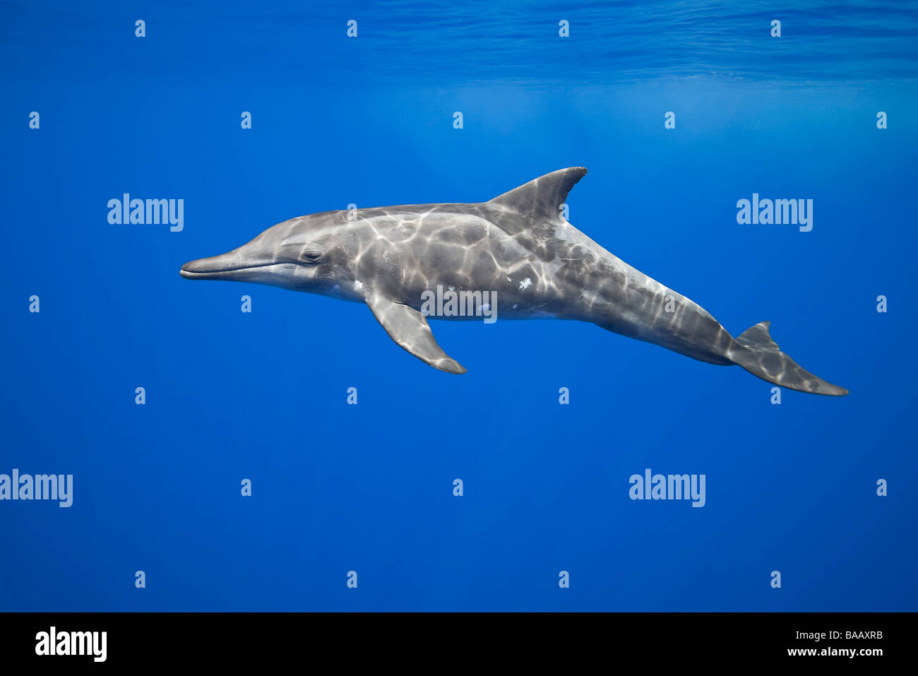 Rough-delfino dentata, Steno bredanensis, Costa di Kona, Big Island, Hawaii, Oceano Pacifico Foto Stock