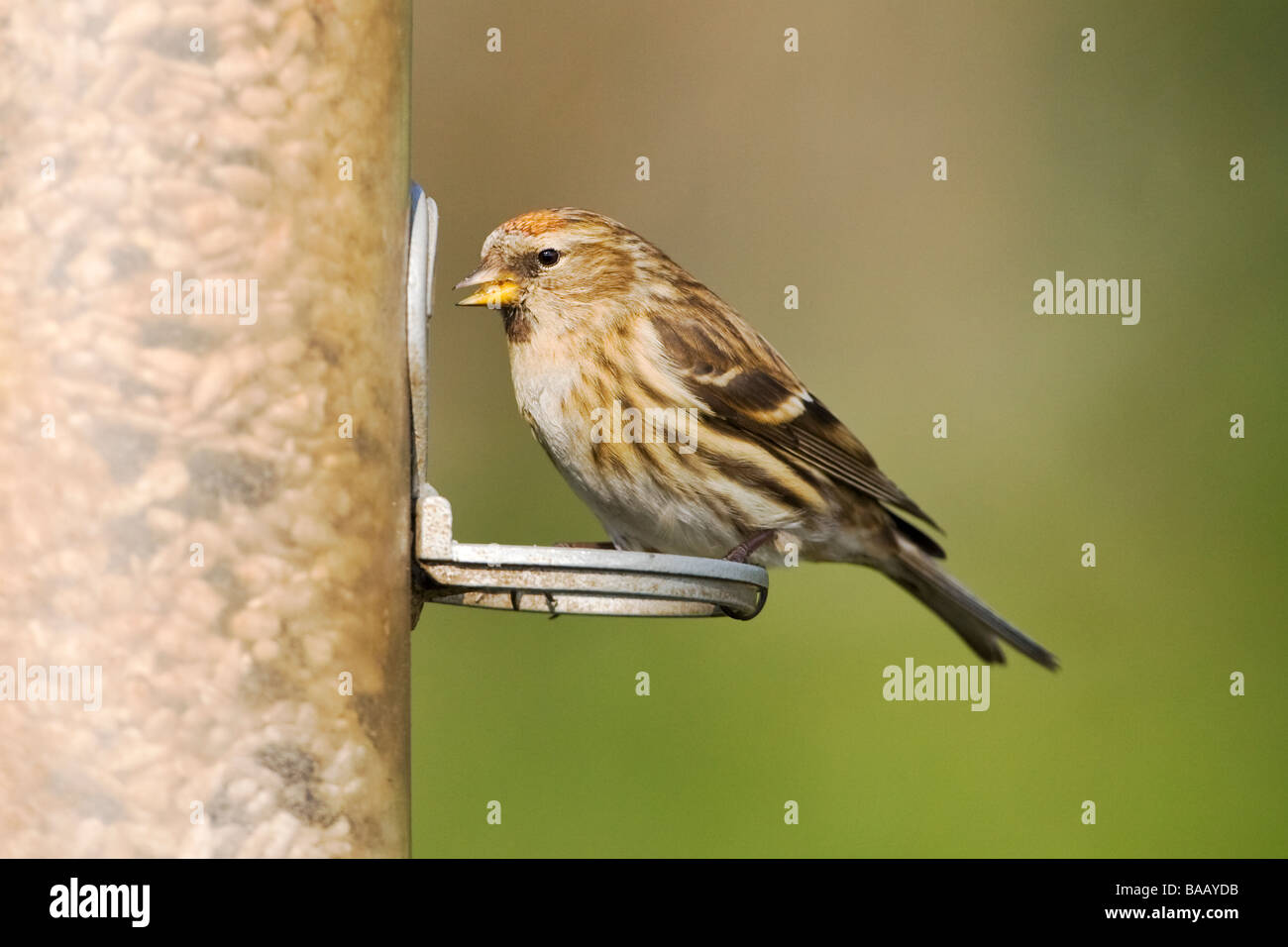 Femmina Redpoll minore Carduelis flammea cabaret su alimentatore di sementi Foto Stock