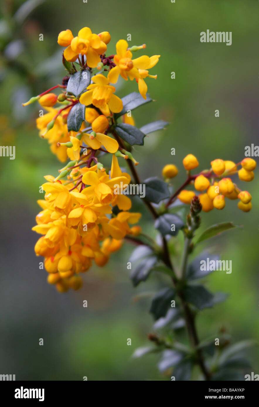 Berberis aka Crespino, Berberis linearifolia "Orange King', Berberidaceae Foto Stock