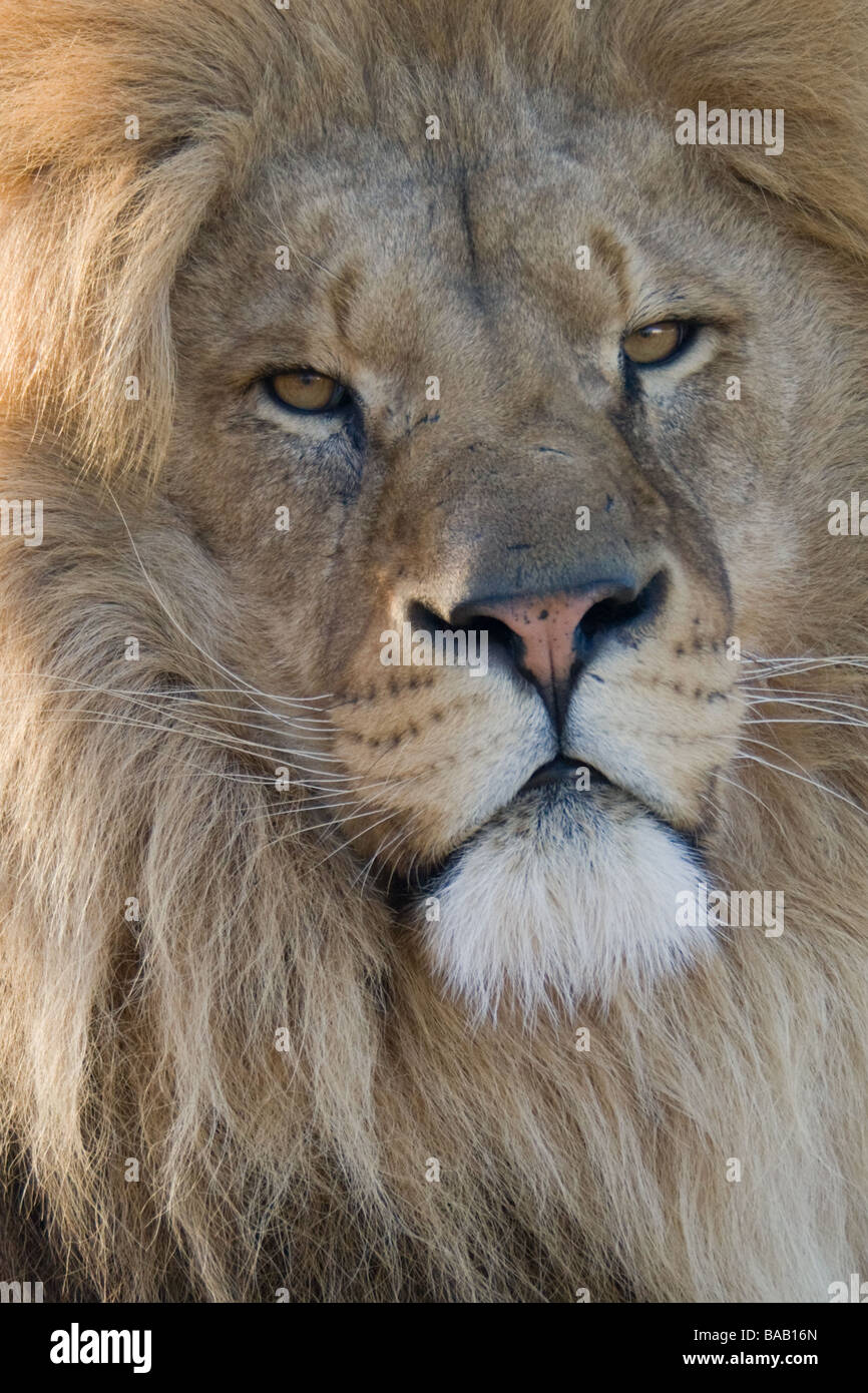 Fronte del leone Foto Stock