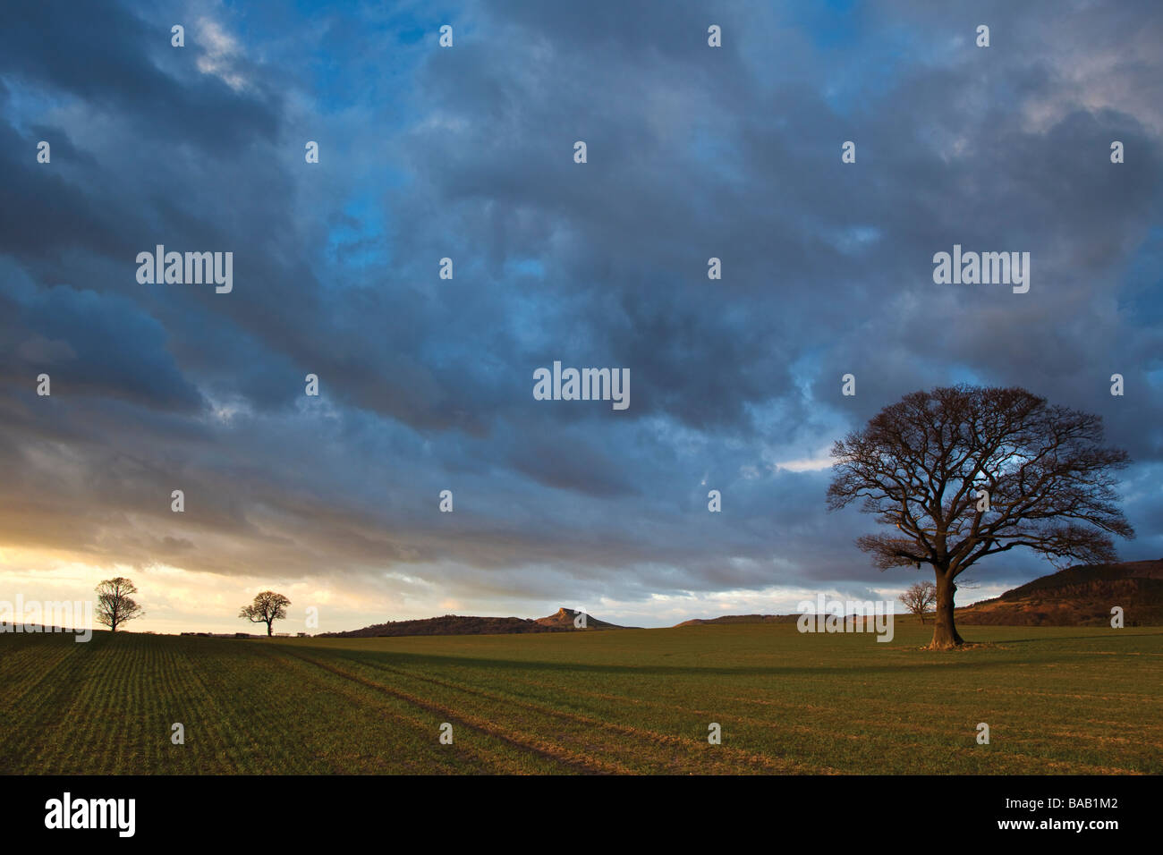 Roseberry Topping e alberi di quercia verso la fine di marzo prima del tramonto dalla corsia Easby grande Ayton North Yorkshire Foto Stock