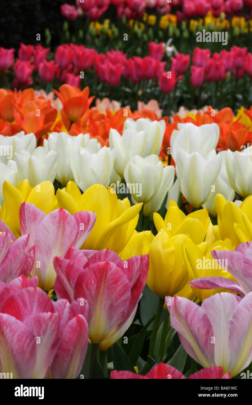 Vari colori Tulip Foto Stock
