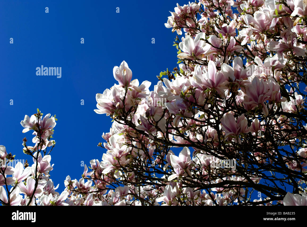 Albero di magnolia in fiore fioritura magnolia blue sky clouding over in primavera-estate fine stagione arrivando alla fine Foto Stock