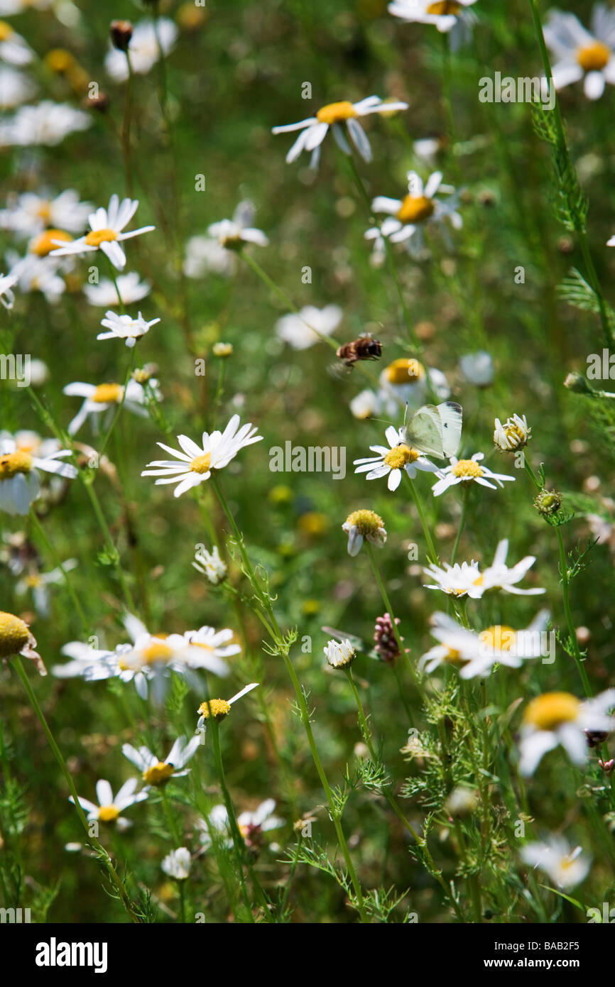 Un prato pieno di Oxeye daisys, Skane, Svezia. Foto Stock