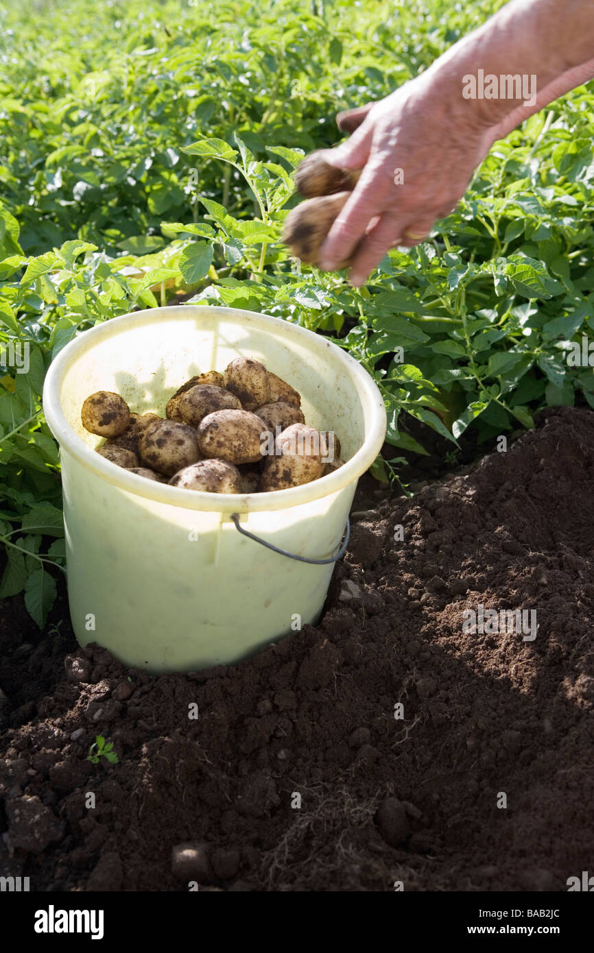 Patate di primizia in un secchio, Skane, Svezia. Foto Stock