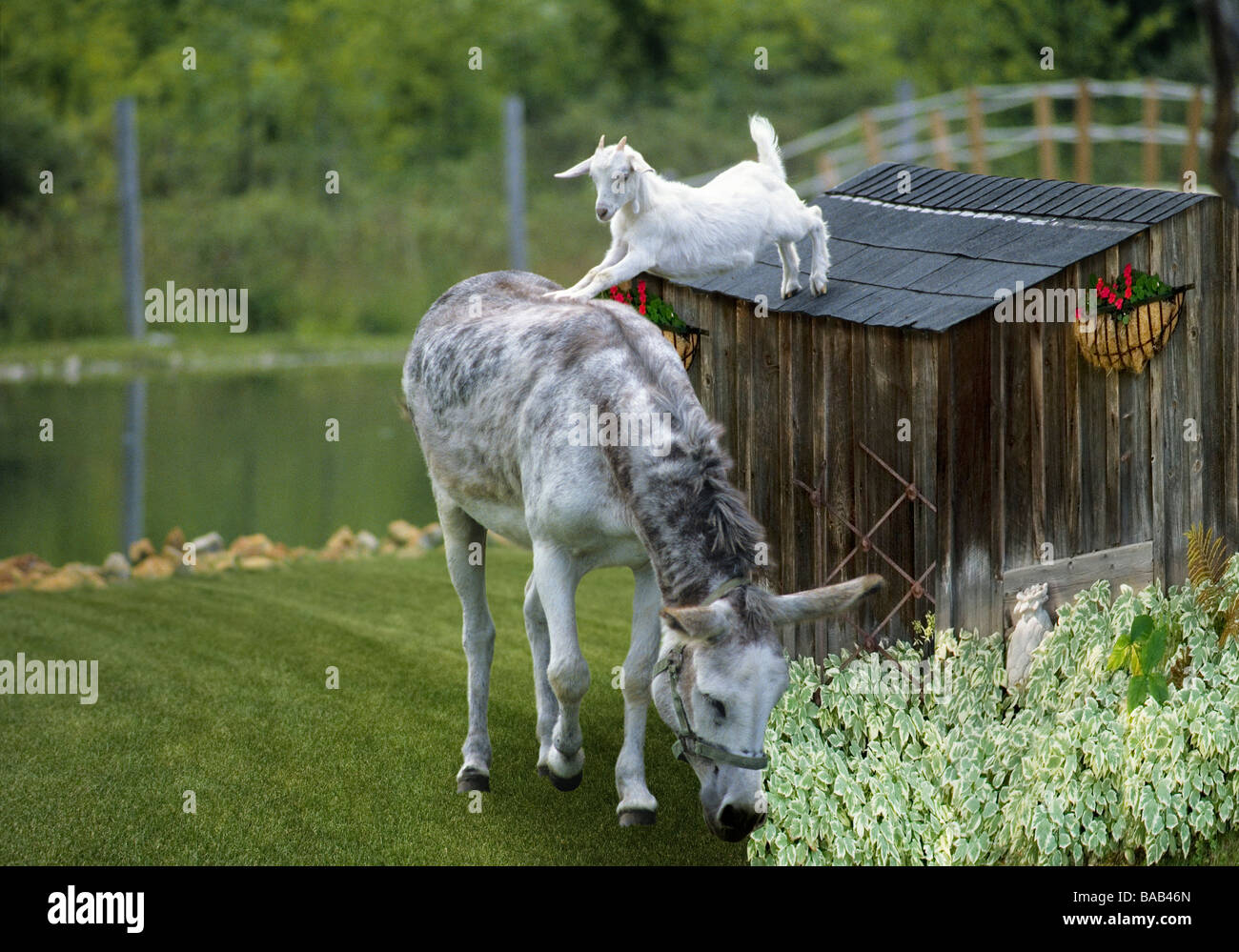 Salti di capra su donkey s indietro dalla Tettoia da giardino Foto Stock