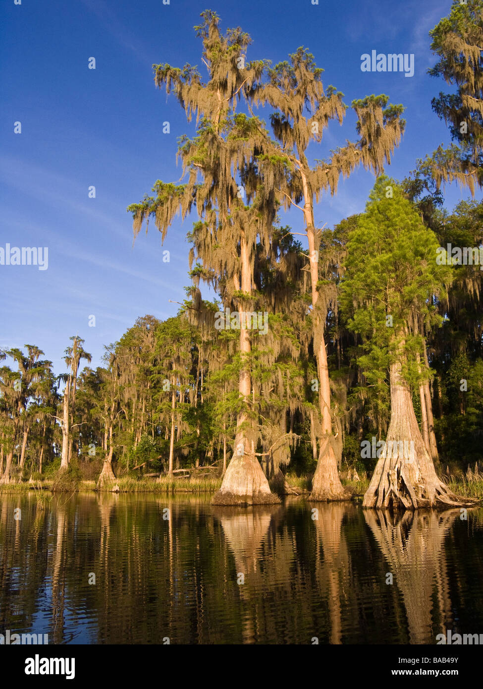 Cipresso calvo alberi drappeggiati con muschio Spagnolo lungo la riva del lago Louisa parco statale, Clermont, Florida Foto Stock