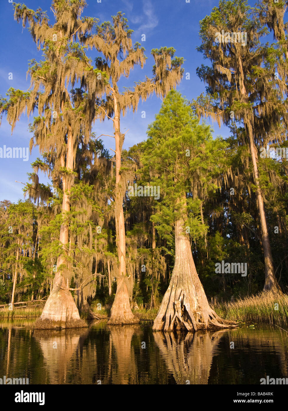 Cipresso calvo alberi drappeggiati con muschio Spagnolo lungo la riva del lago Louisa parco statale, Clermont, Florida Foto Stock