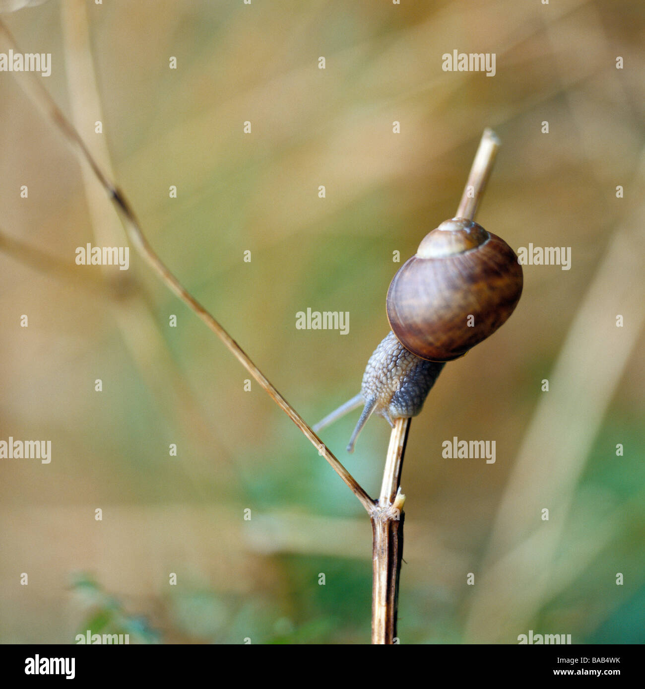 Una lumaca di close-up. Foto Stock