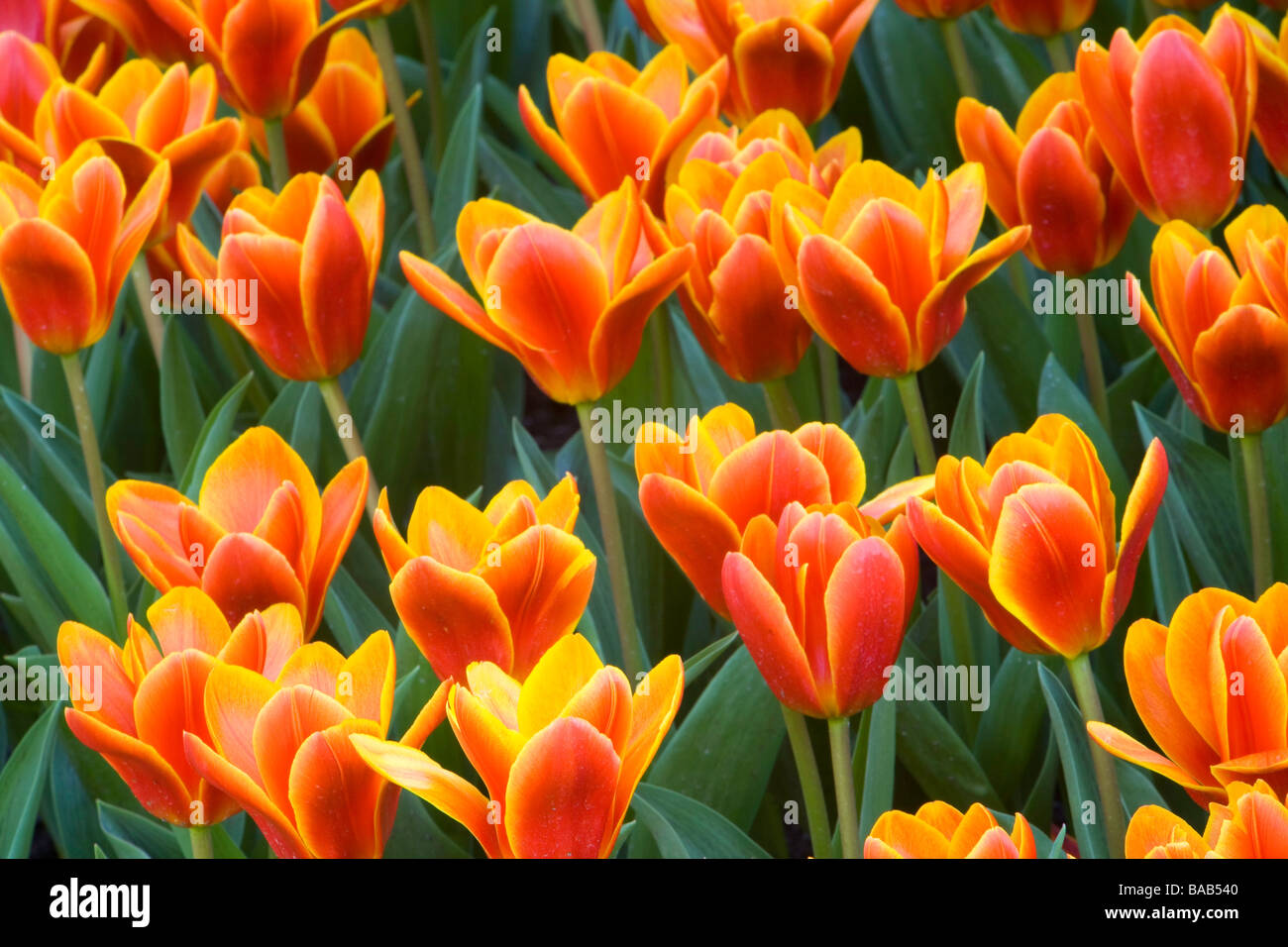 Tulipani rossi Foto Stock