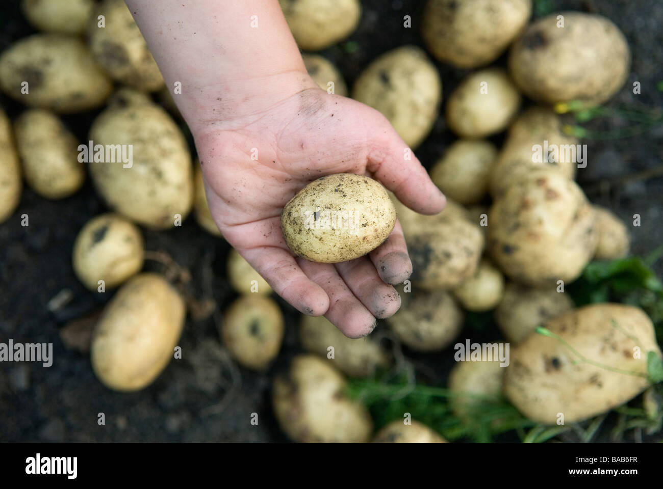 Raccolta a mano delle patate in Svezia. Foto Stock