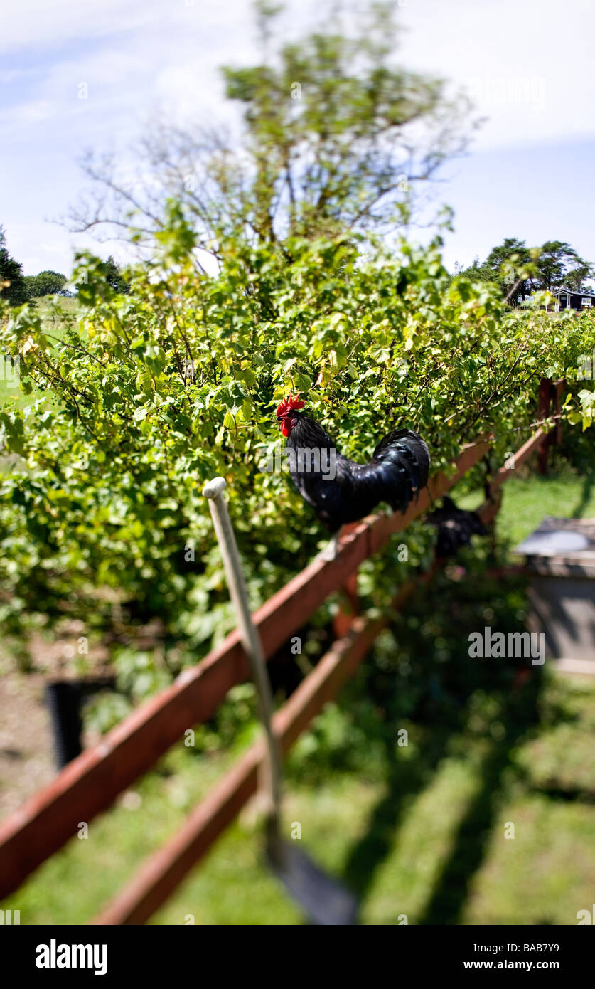 Un gallo seduto su una recinzione Gotland Svezia. Foto Stock