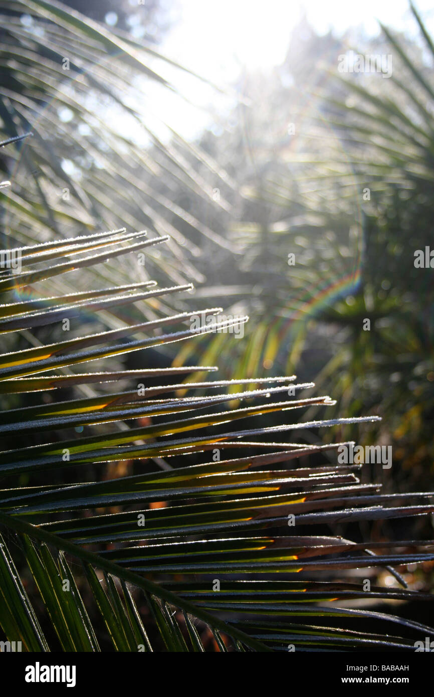 Phoenix canariensis / Canary Island Date Palm e altre palme sullo sfondo, sole mattutino, gelo leggero, giardino britannico Foto Stock