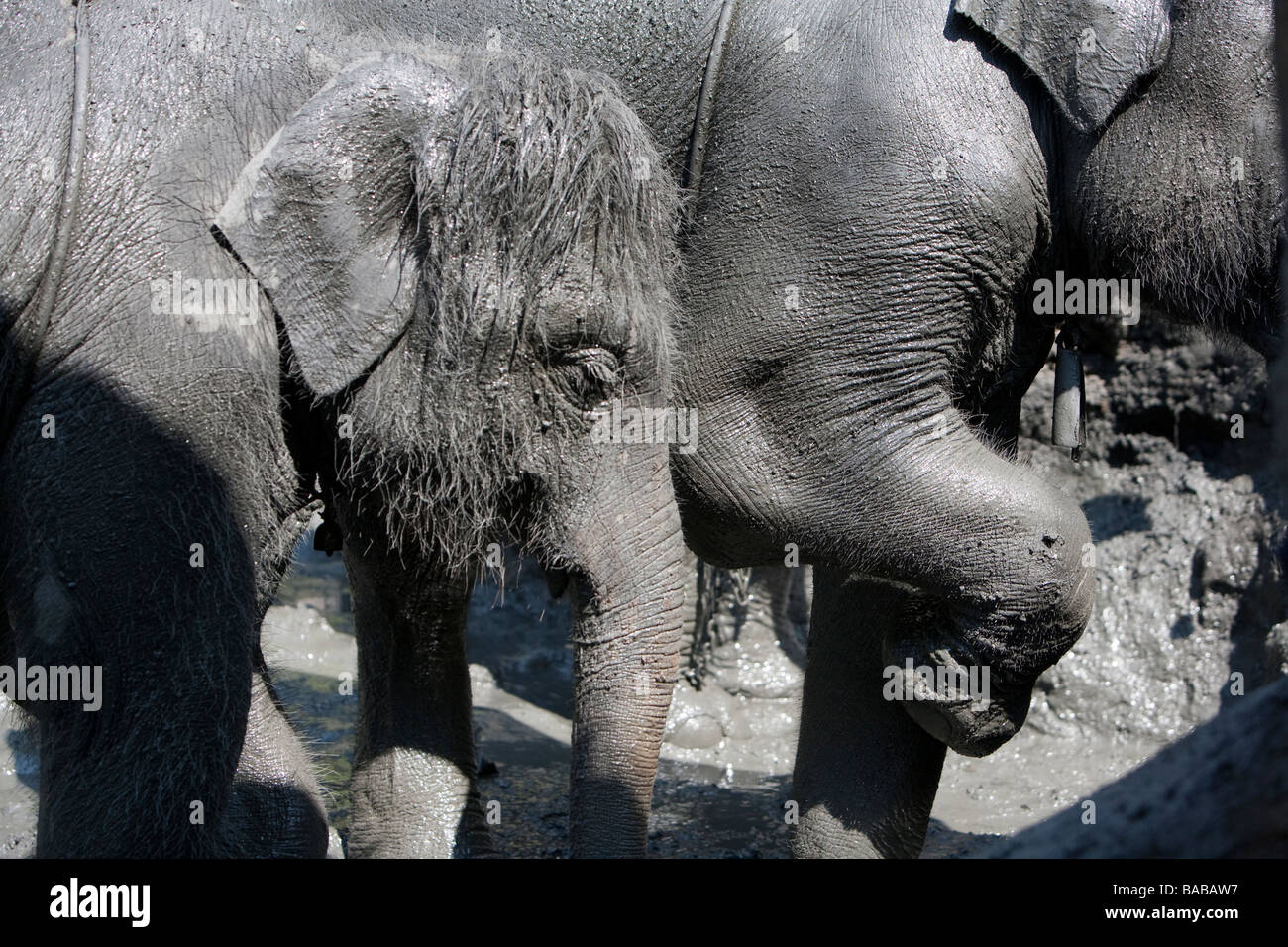 Bagno degli elefanti nel fango,thailandia Foto Stock