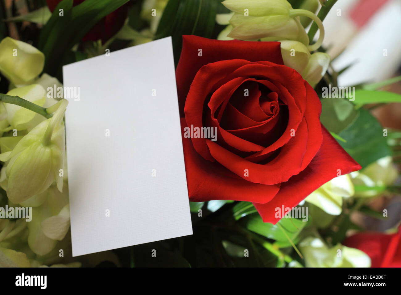 Dillo Con Una Rosa Immagini e Fotos Stock - Alamy
