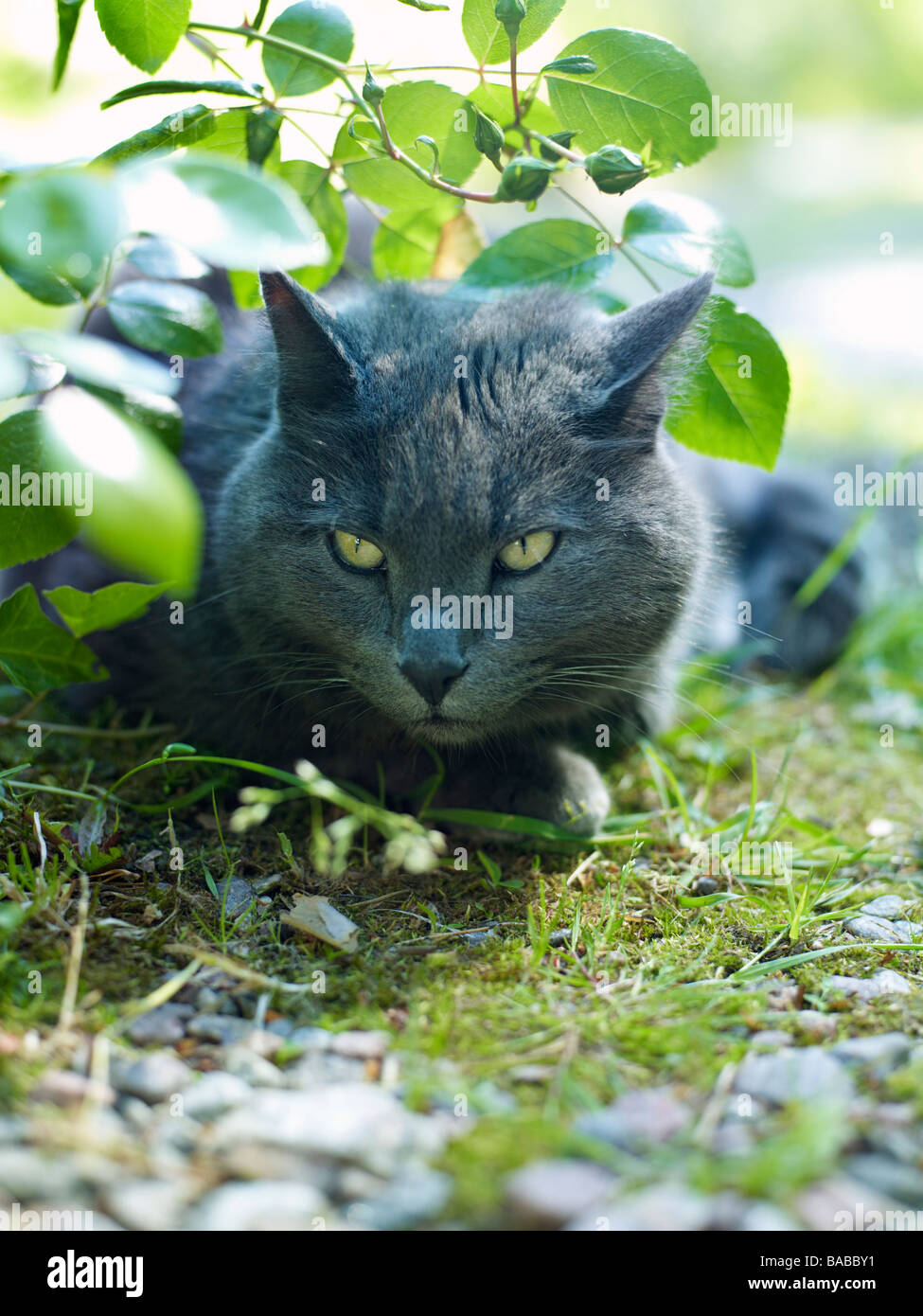 Un gatto Svezia Foto Stock