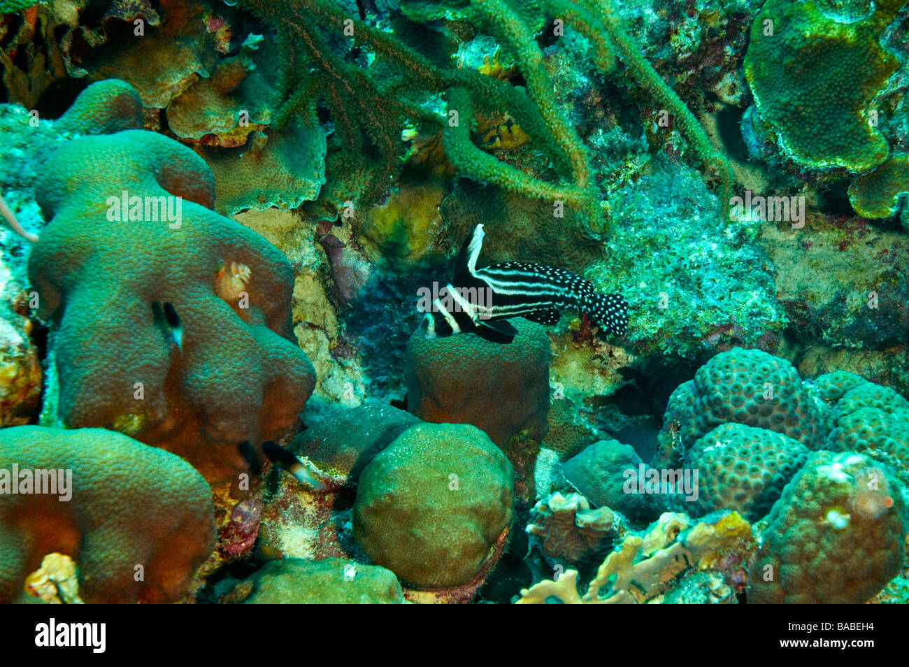 Bianco e nero maculato Pesce tamburo incorniciato dalla varietà di corallo trovata vicino all isola di bonaire Foto Stock