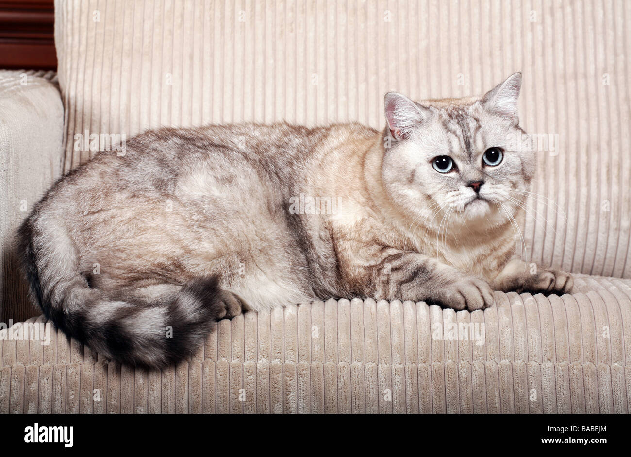 British Shorthair silver cat. Foto Stock