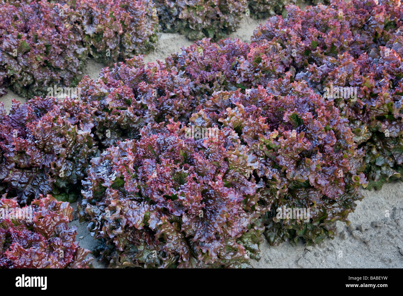 Rosso di foglie di lattuga, coltivazione biologica. Foto Stock