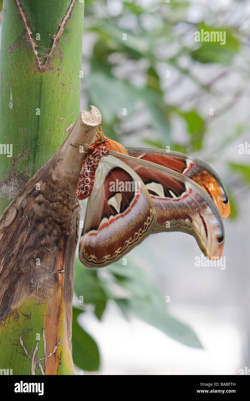 Attacus atlas moth. Testa di serpente butterfly Foto Stock