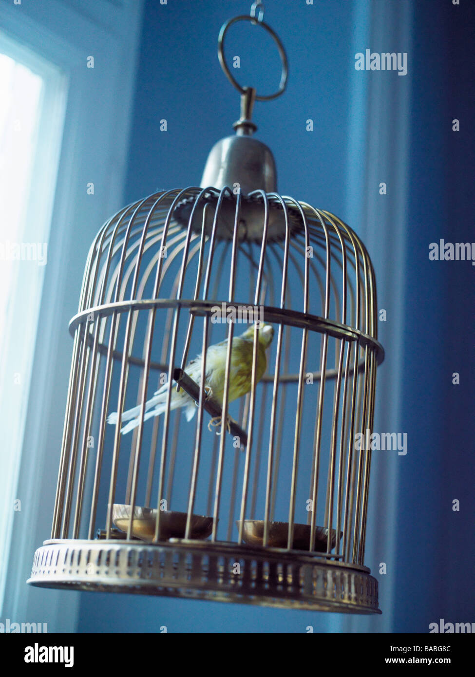 Uccelli imbalsamati in una gabbia Malmo Svezia Foto Stock