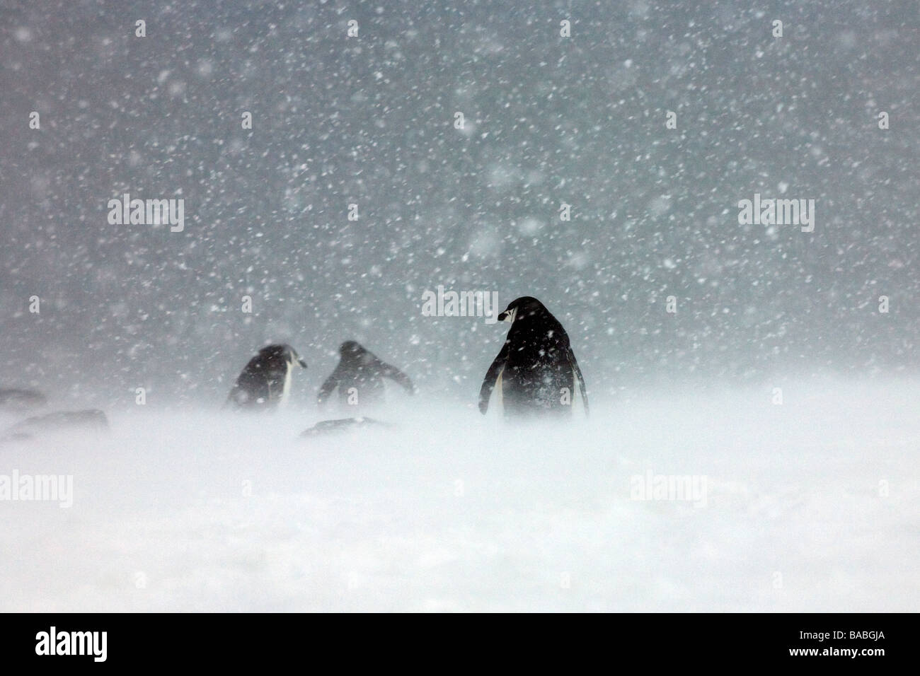 Pinguini Chinstrap Pygoscelis Antartide nella tempesta di neve sulla base Orcadas Laurie Island South Orkney Islands Antartide Foto Stock