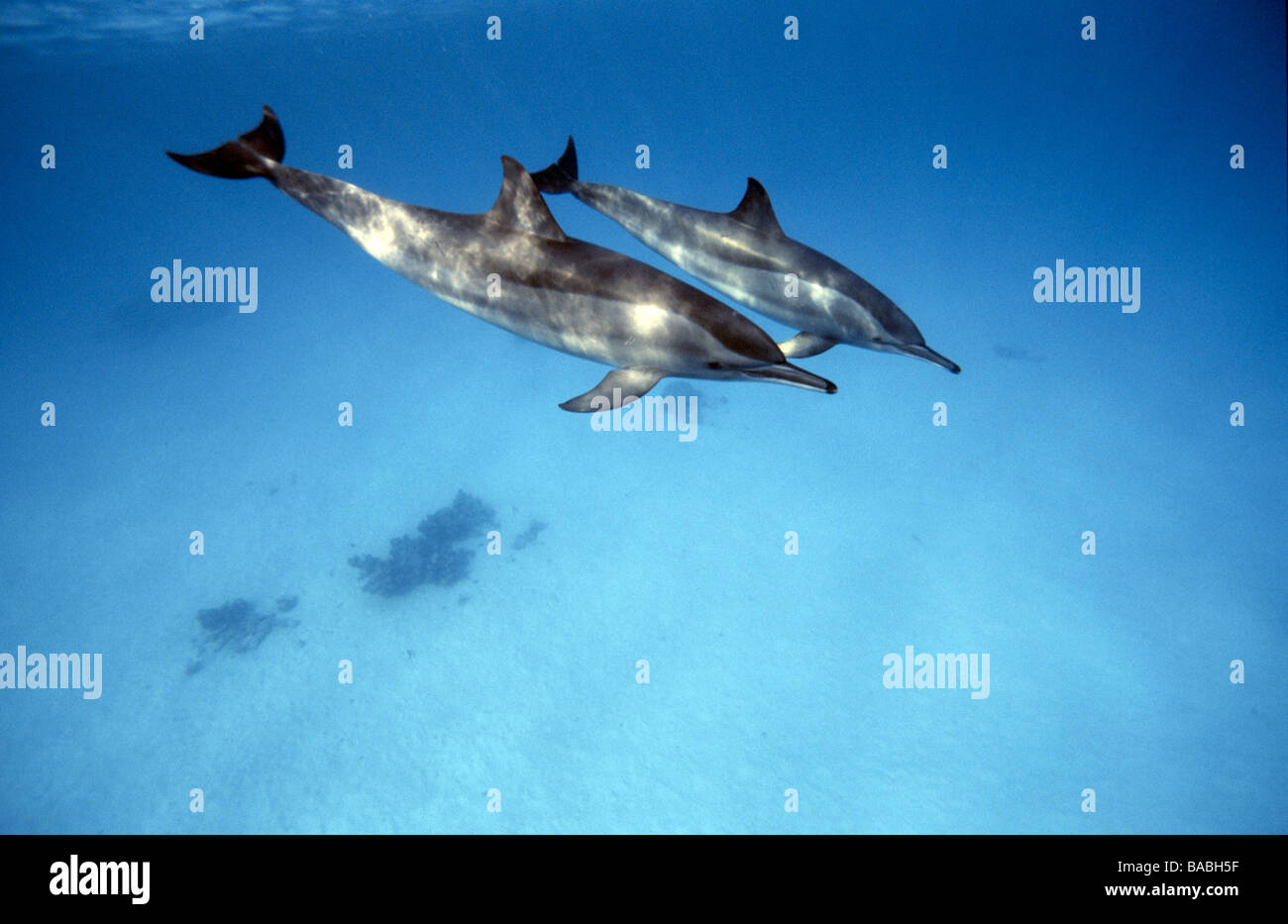Mar Rosso i delfini a Marsa Alam Samadai Bay, subacquea, acqua limpida acqua blu, scuba diving,, oceano mare, snorkeling, mammiferi Foto Stock