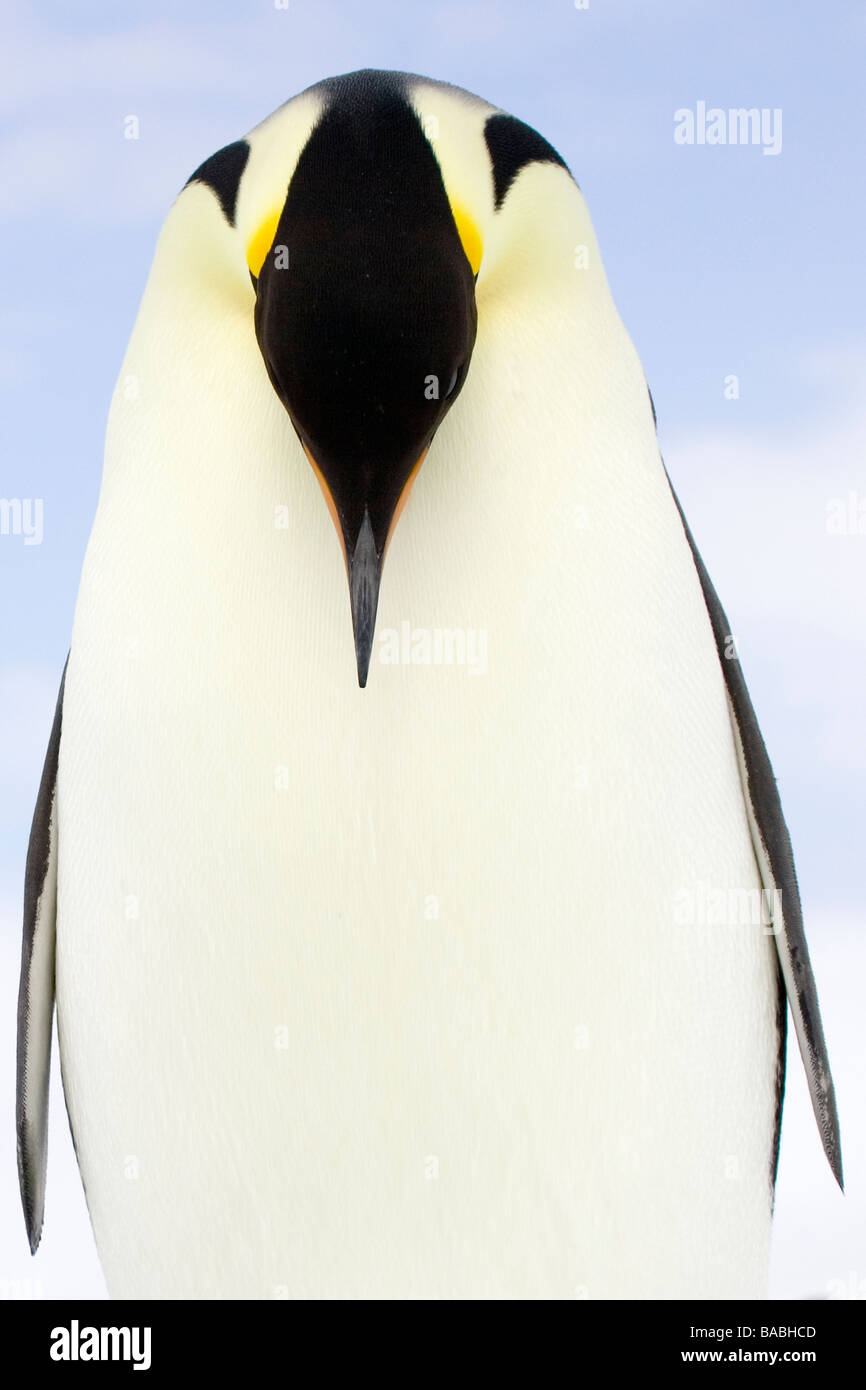 Empereor pinguini dell'Antartico Foto Stock