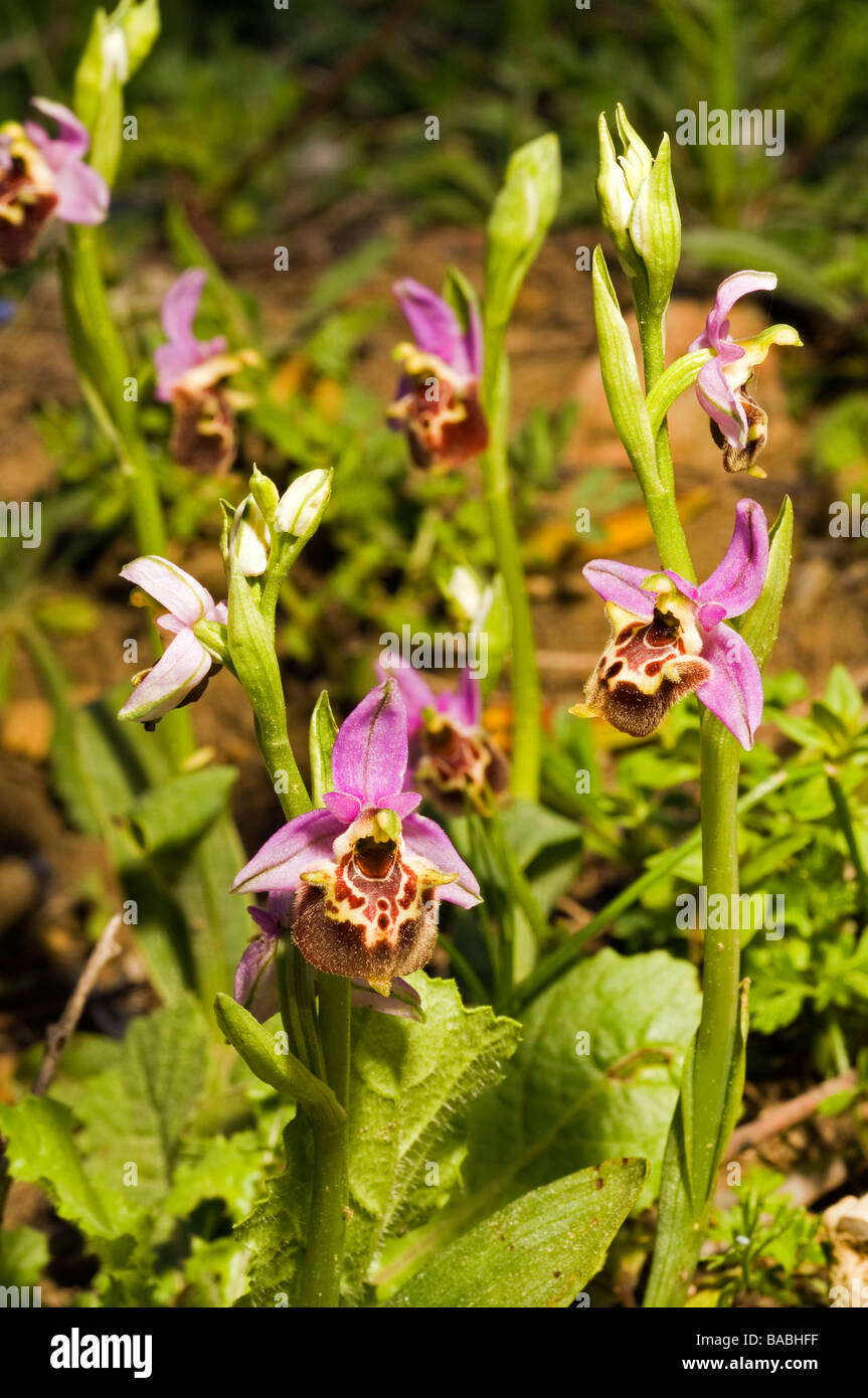 Bee orchid, Ophrys sp., Mugla Turchia Aprile Foto Stock