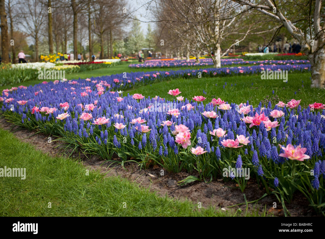 Campo di tulipani, Keukenhof, Parco Lisse, giardino d'Europa, la più grande del mondo di Flower Garden, Paesi Bassi, Olanda Foto Stock