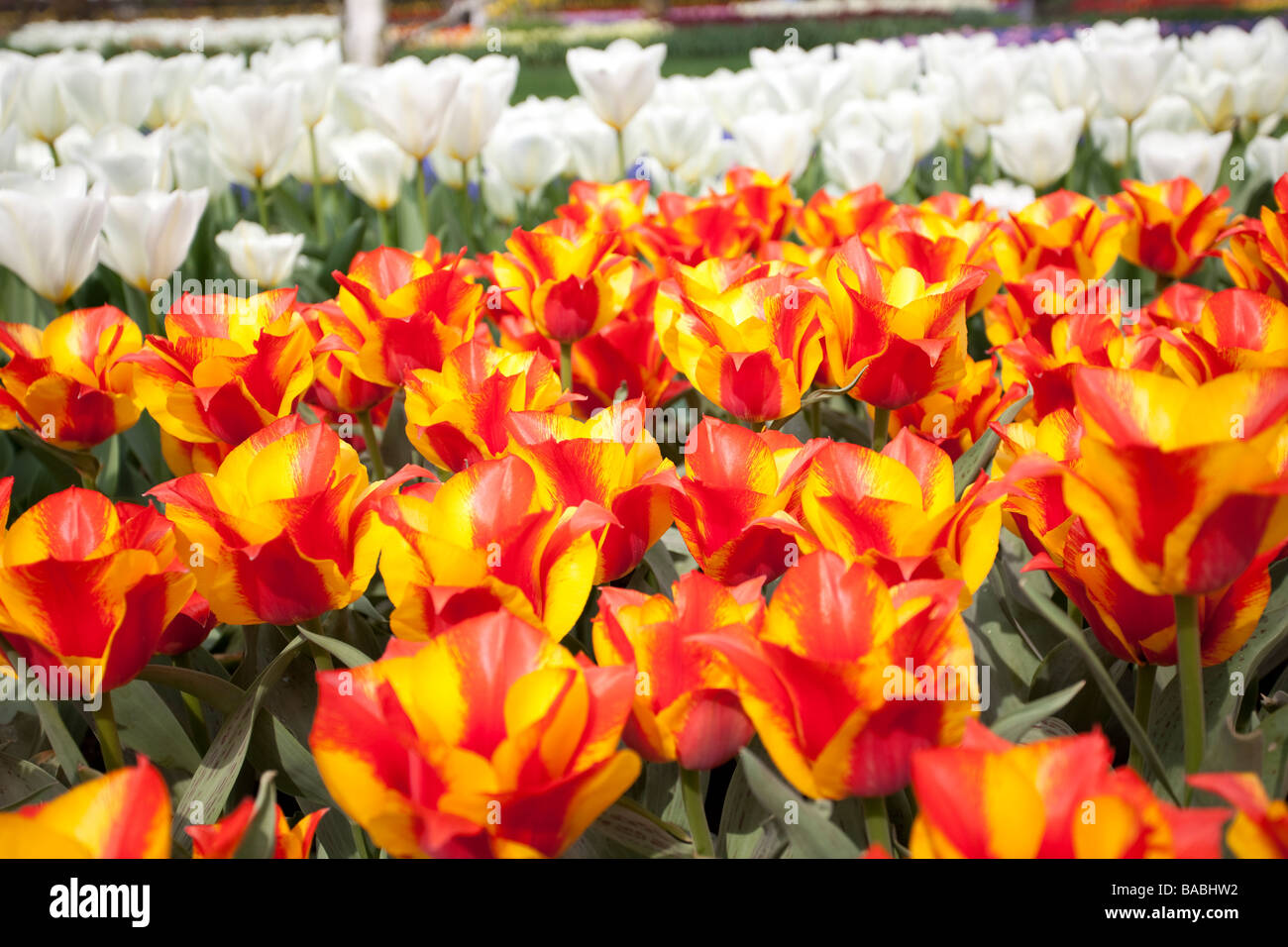 I tulipani fiori nel parco Keukenhof Lisse, Paesi Bassi, Olanda Foto Stock