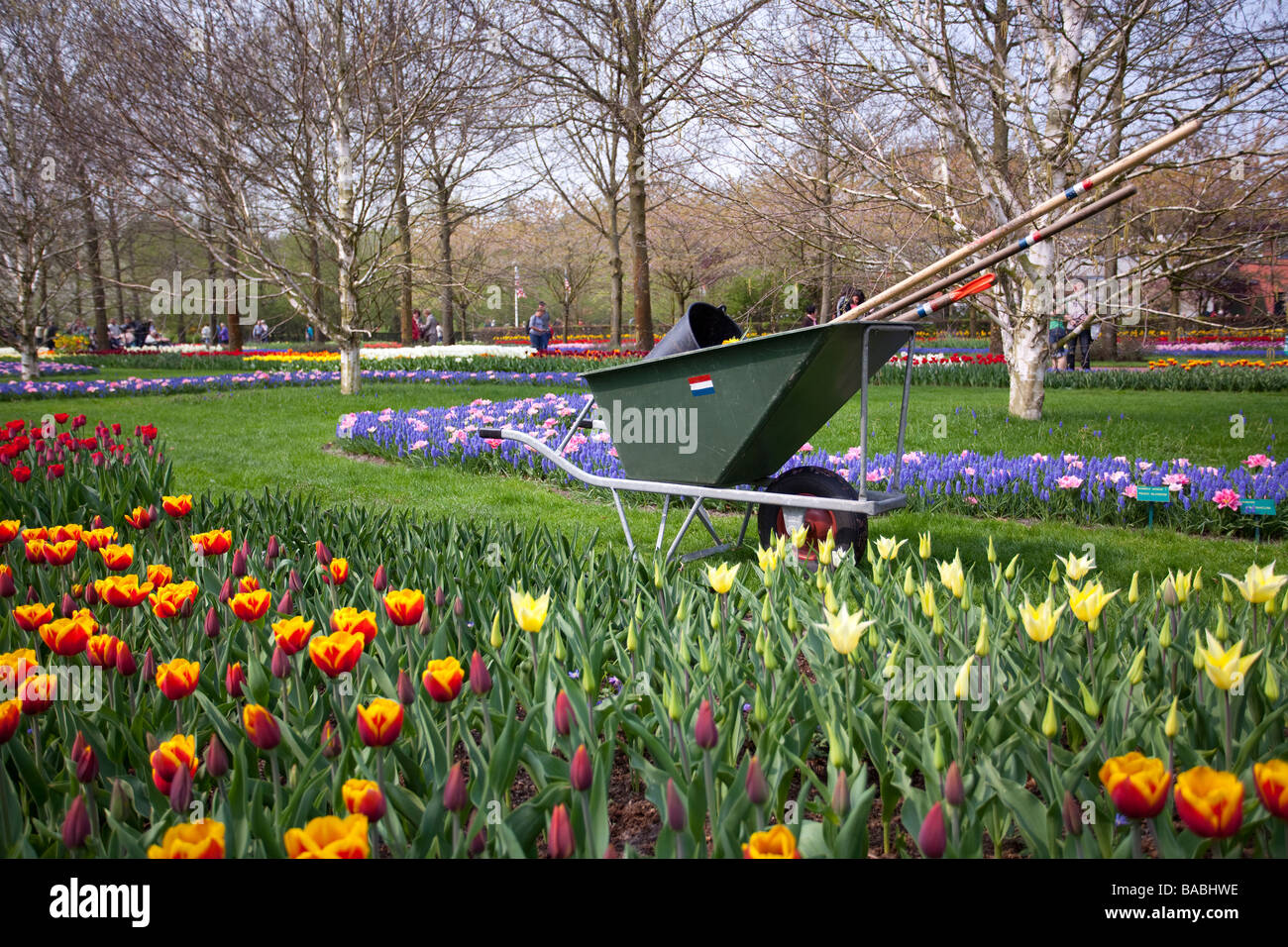 Una carriola in un campo di tulipani, parco Keukenhof Lisse, il più grande del mondo di Flower Garden, Paesi Bassi, Olanda, Europa Foto Stock