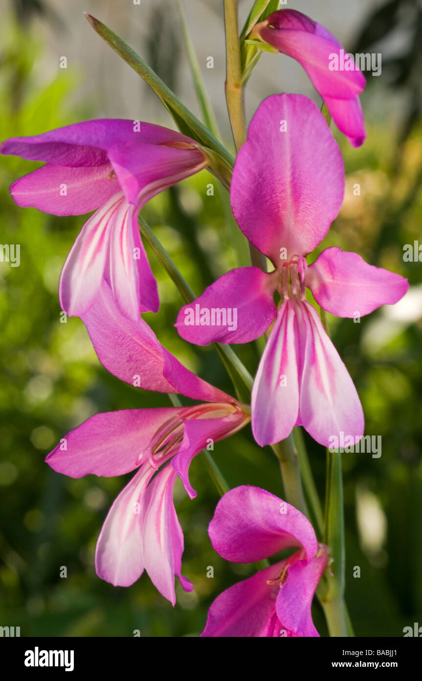 Illirico Gladiolus, Gladiolus illyricus, Kas Antalya Turchia Aprile 2009 Foto Stock