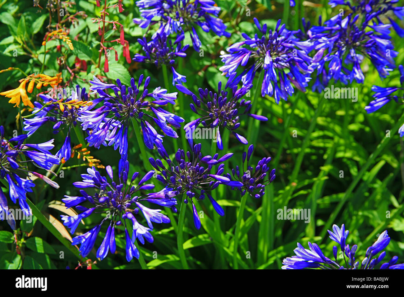 Agapanthus fiori nel South African Garden al Garden House di Buckland Monachorum, Devon, Enghland, REGNO UNITO Foto Stock