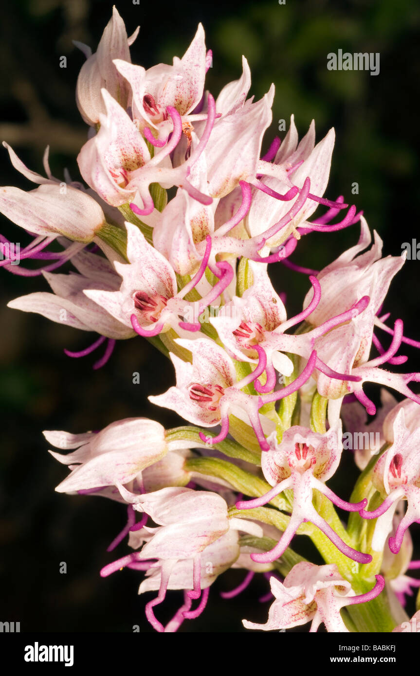 Orchide omiciattolo, Orchis simia, Kas Antalya Turchia Foto Stock