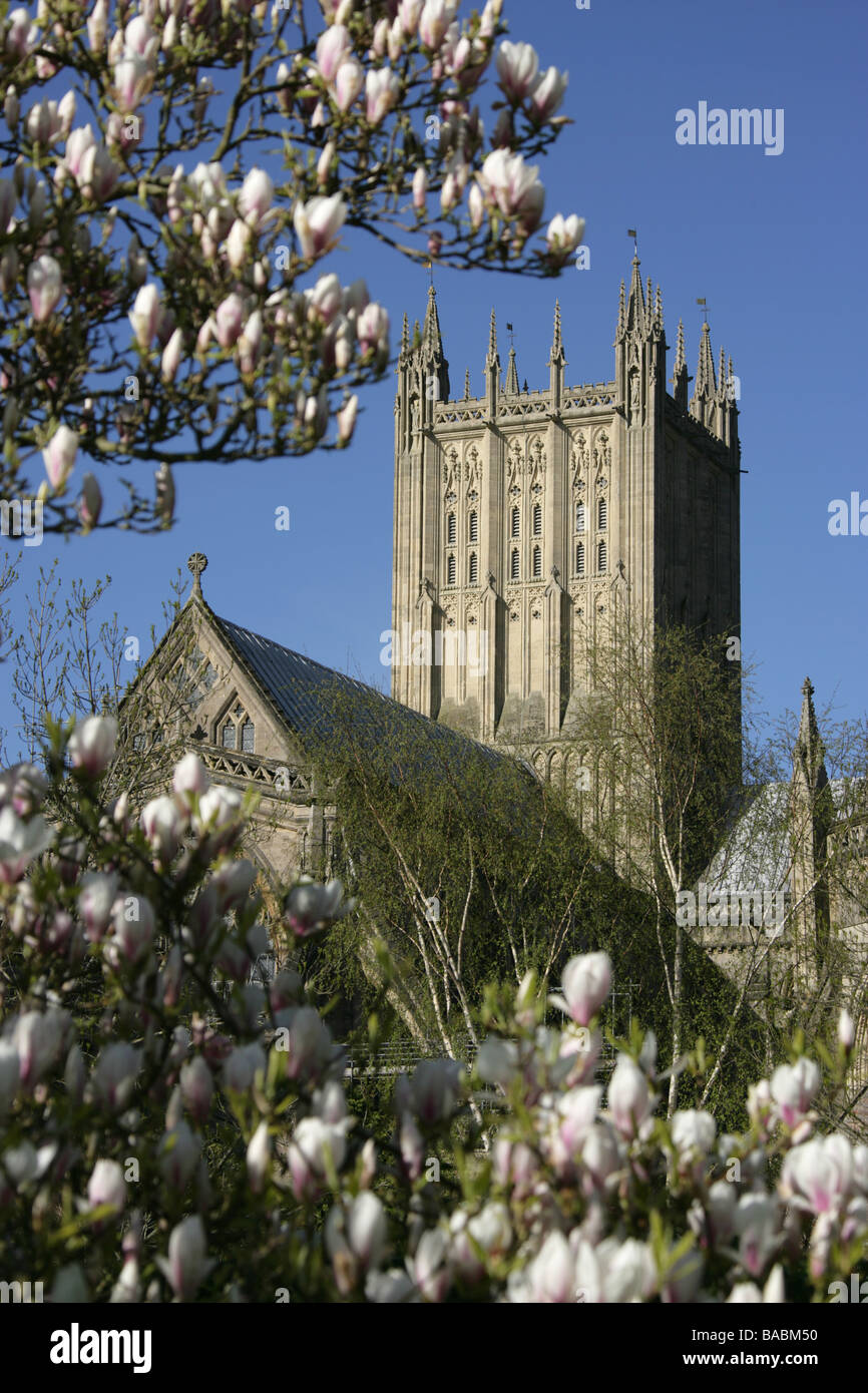 Città di pozzi, Inghilterra. La torre centrale della Cattedrale di Wells incorniciato da fiori di un albero di magnolia. Foto Stock