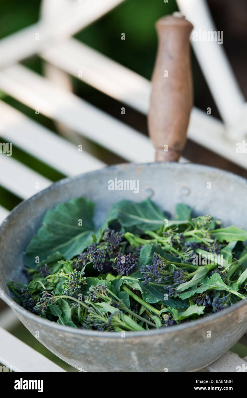 Scelto il viola broccoletti in una padella su una sedia da giardino Foto Stock