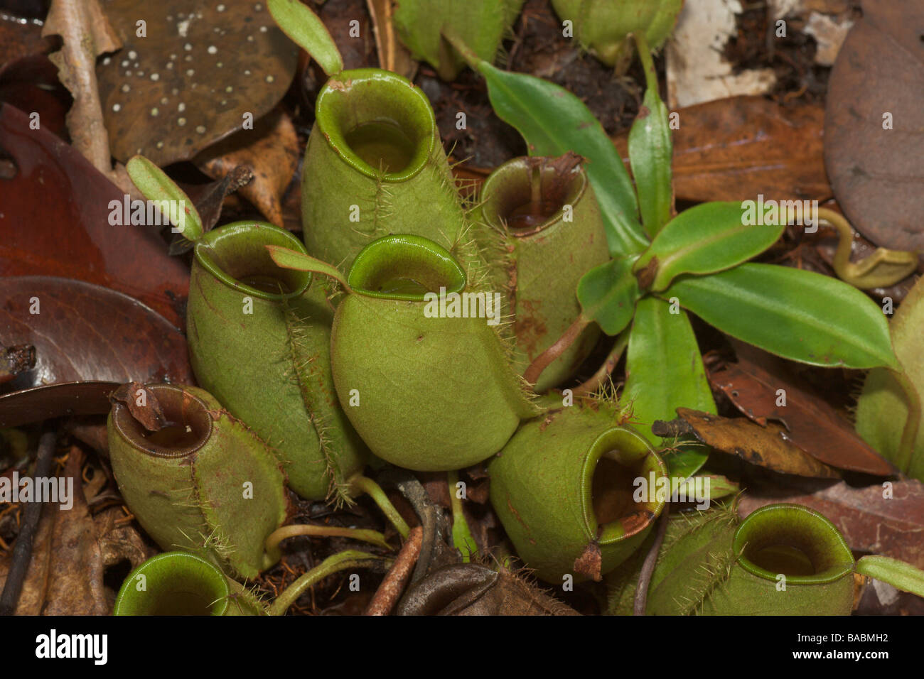 Pianta brocca Nepenthes ampullaria Bako Sarawak Borneo Malaysia Foto Stock