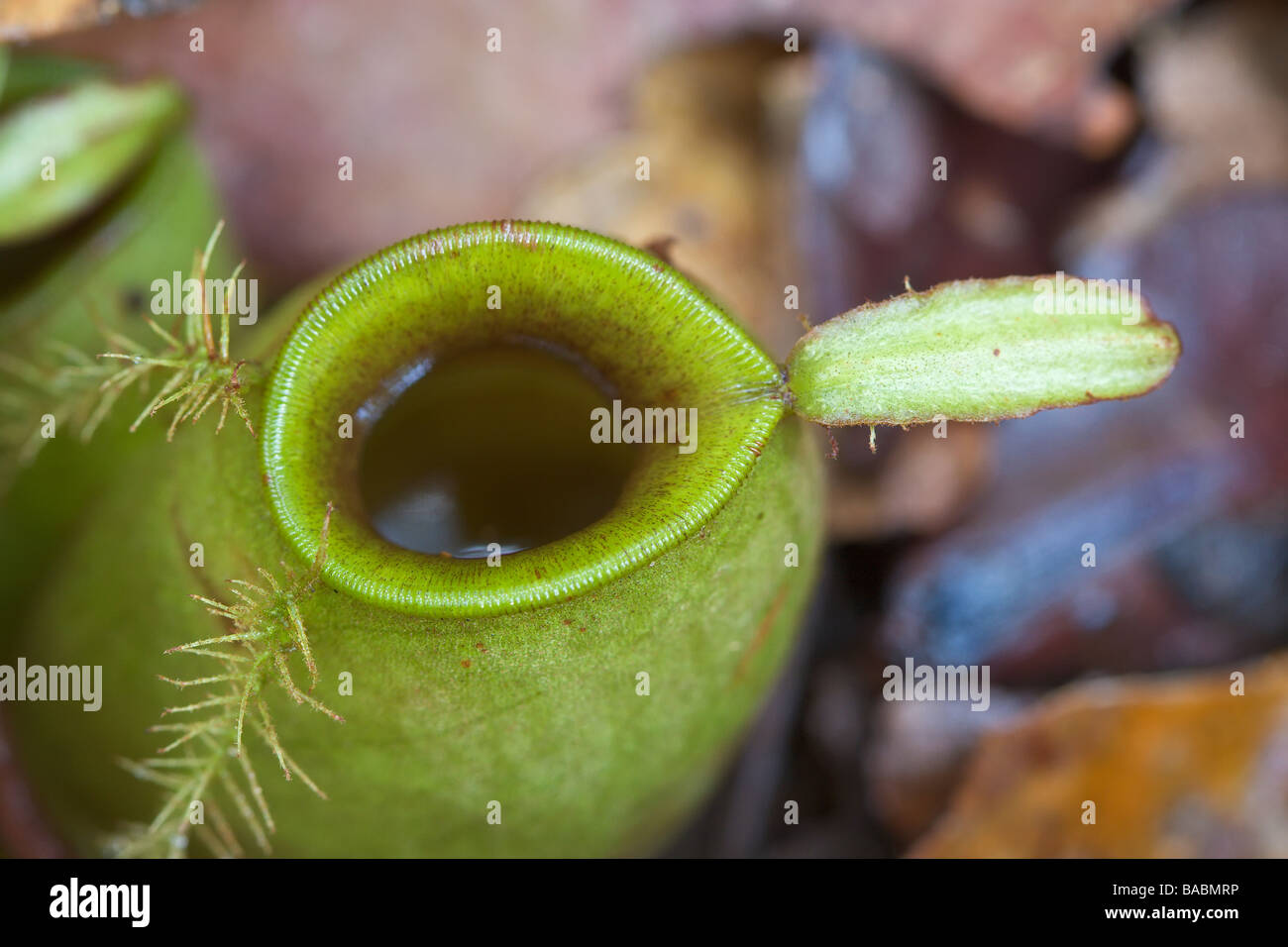 Pianta brocca Nepenthes ampullaria Bako Sarawak Borneo Malaysia Foto Stock