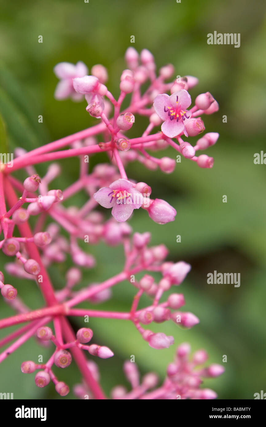 Pianta tropicale con luminosi fiori di colore rosa e bacche di Kinabalu Parco Nat Sabah Borneo Malese Foto Stock