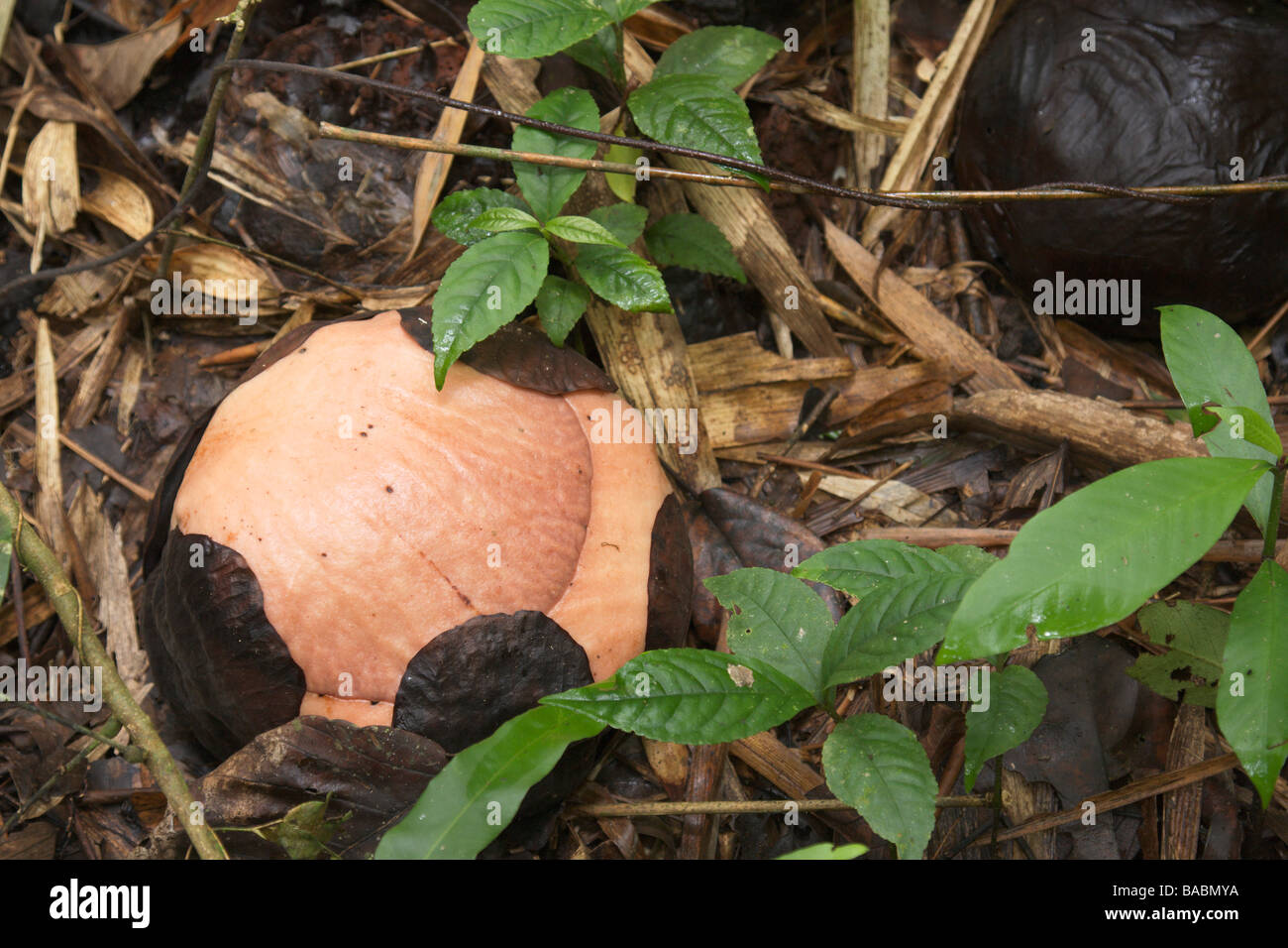 Rafflesia keithii fiore nascere poco prima dell'apertura di Kinabalu Parco Nat Sabah Borneo Malese Foto Stock