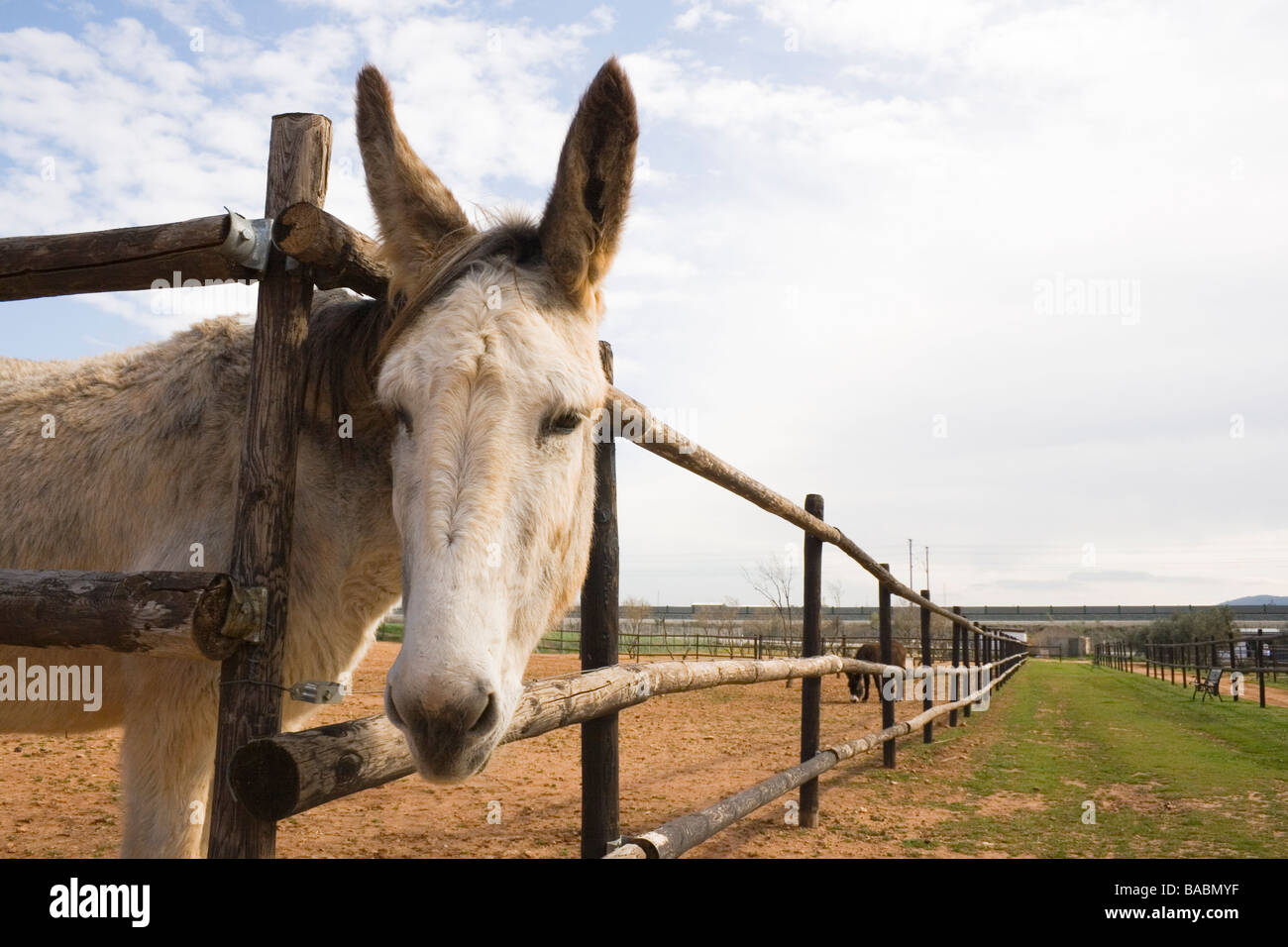 Donkey guardando attraverso la recinzione in legno in El Refugio del Burrito Fuente de Piedra Malaga Spagna Foto Stock
