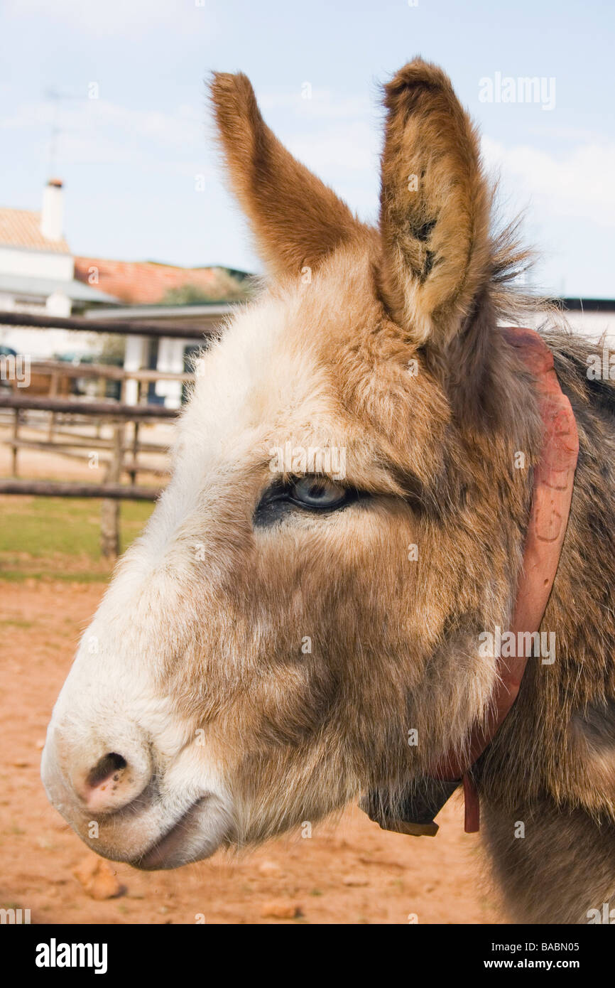 Blue eyed asino in El Refugio del Burrito Fuente de Piedra Malaga Spagna Foto Stock