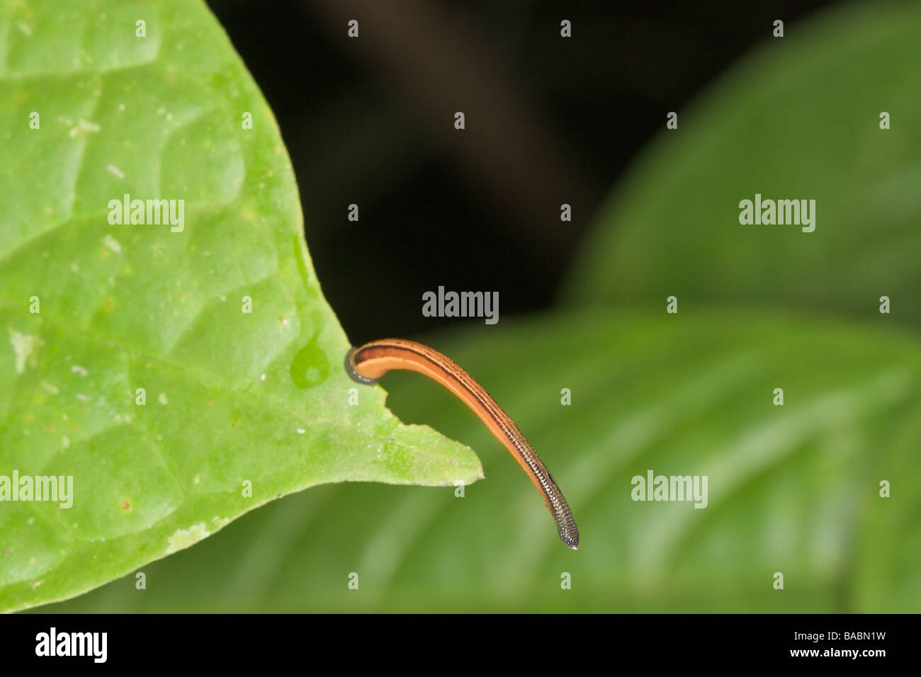 Tiger Leech Haemadipsa picta estremità di imboccatura in cerca di preda Sukau Sabah Borneo Malese Foto Stock