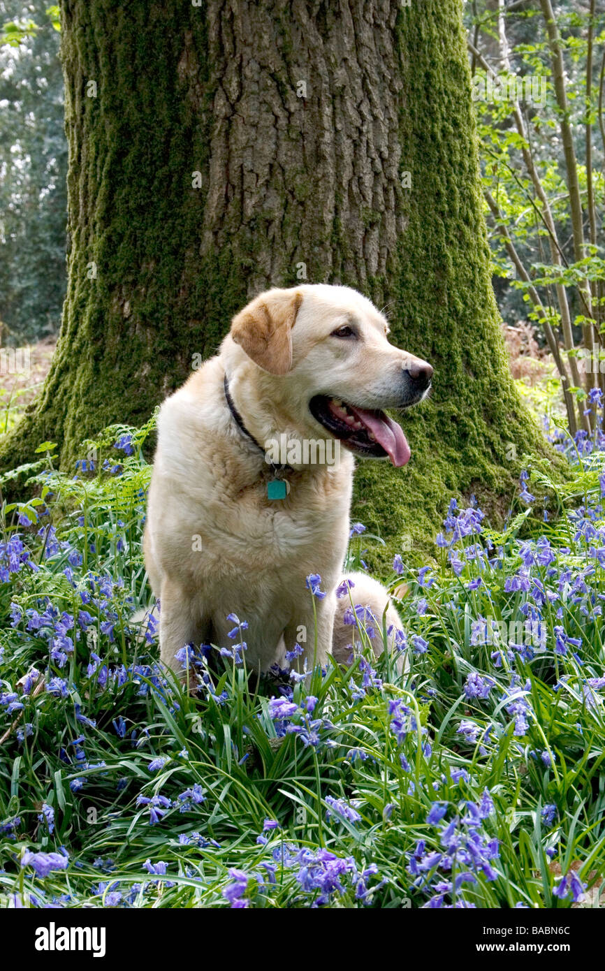 White labrador cane adulto seduto in legno bluebell Foto Stock