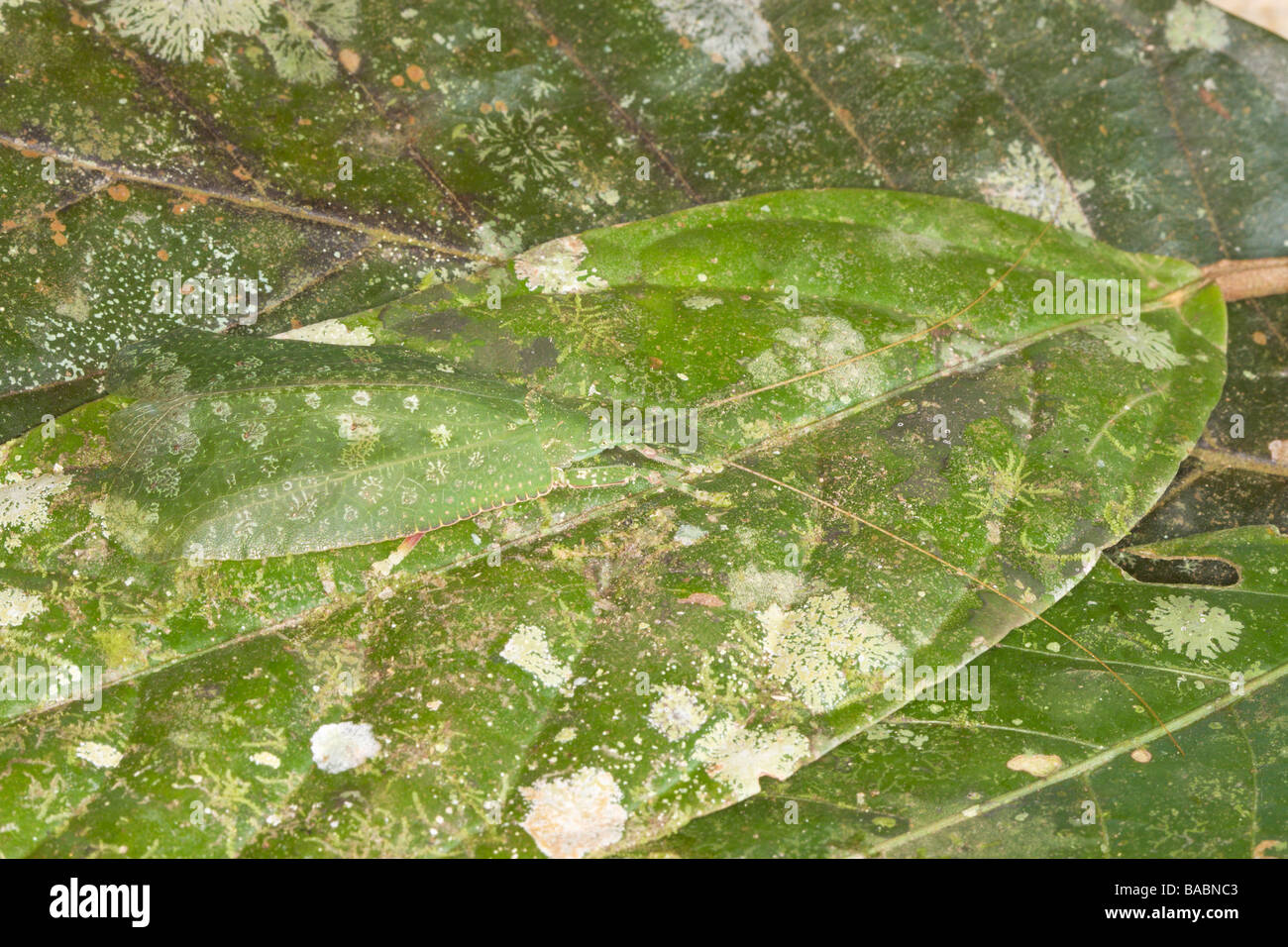 Bush Cricket mimando una foglia di Danum Valley Sabah Borneo Malese Foto Stock